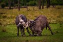 123 Masai Mara, buffels